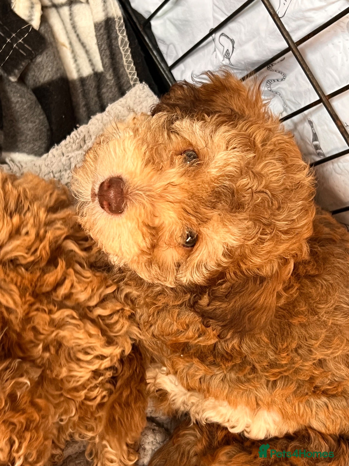 Cockapoo dogs Beautiful cockapoo puppies   forever homes  !  - Advert 1