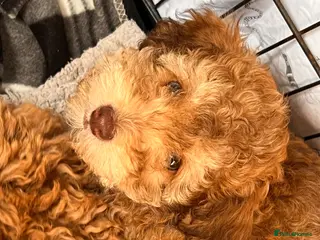 Cockapoo dogs Beautiful cockapoo puppies forever homes ! - Advert 1