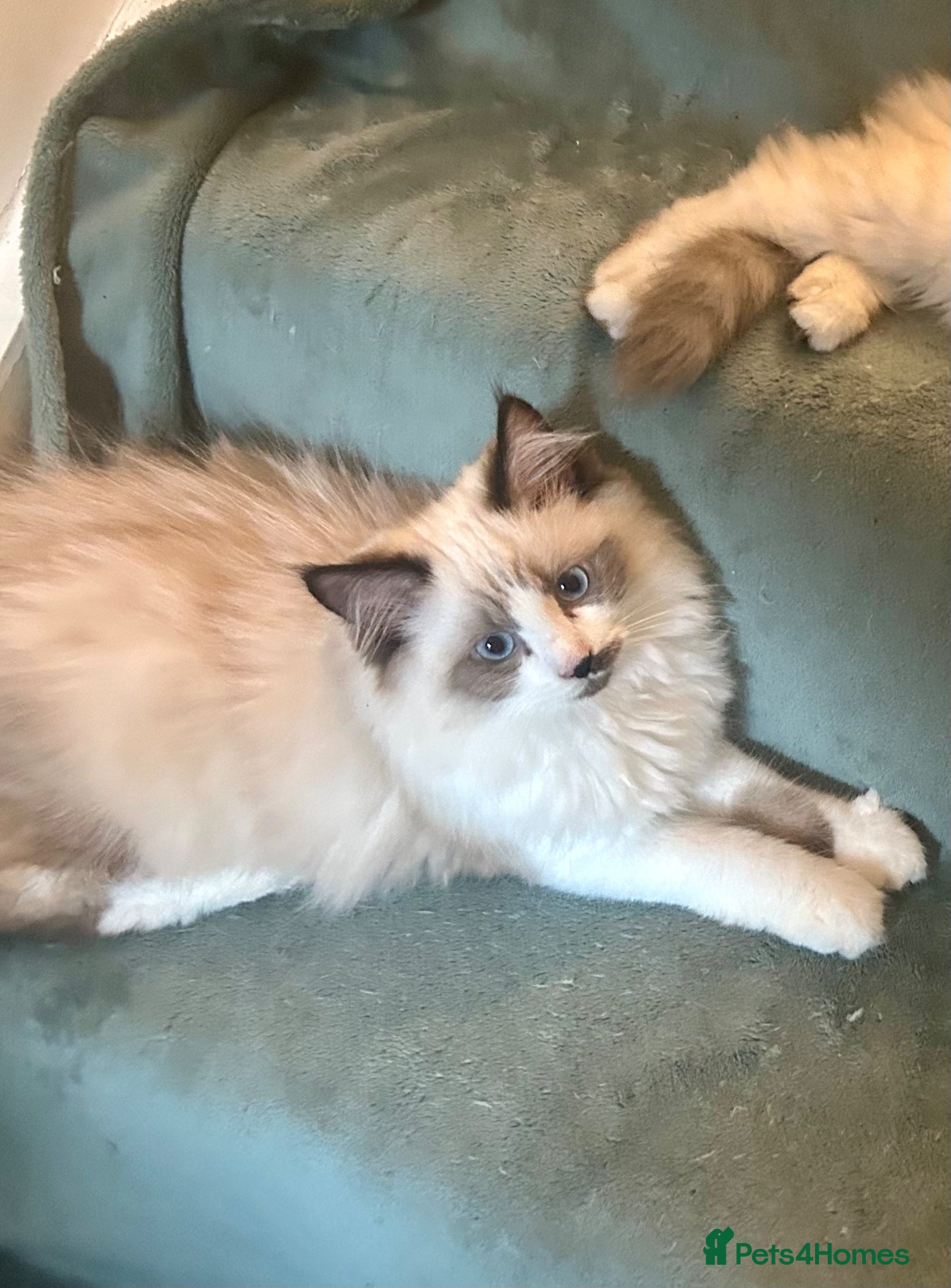 Ragdoll cats for sale: RAGDOLL Cross Kitten  - Advert 10