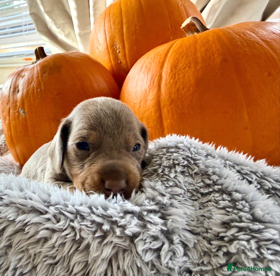 Dachshund dogs for sale: Beautiful mini dachshunds puppies  - Image 5