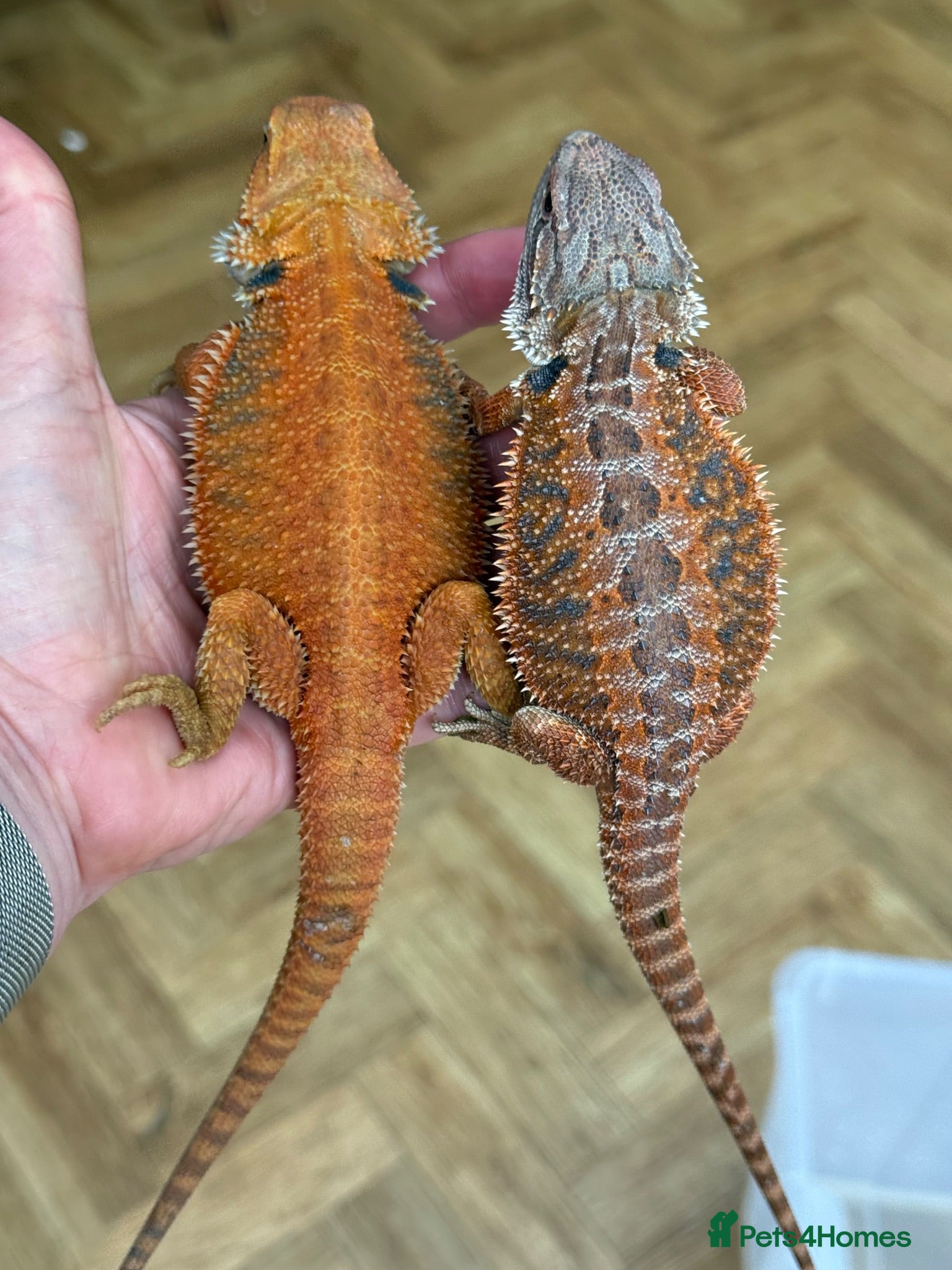 Bearded Dragon reptiles Two stunning red and blue bearded dragons babies - Advert 1