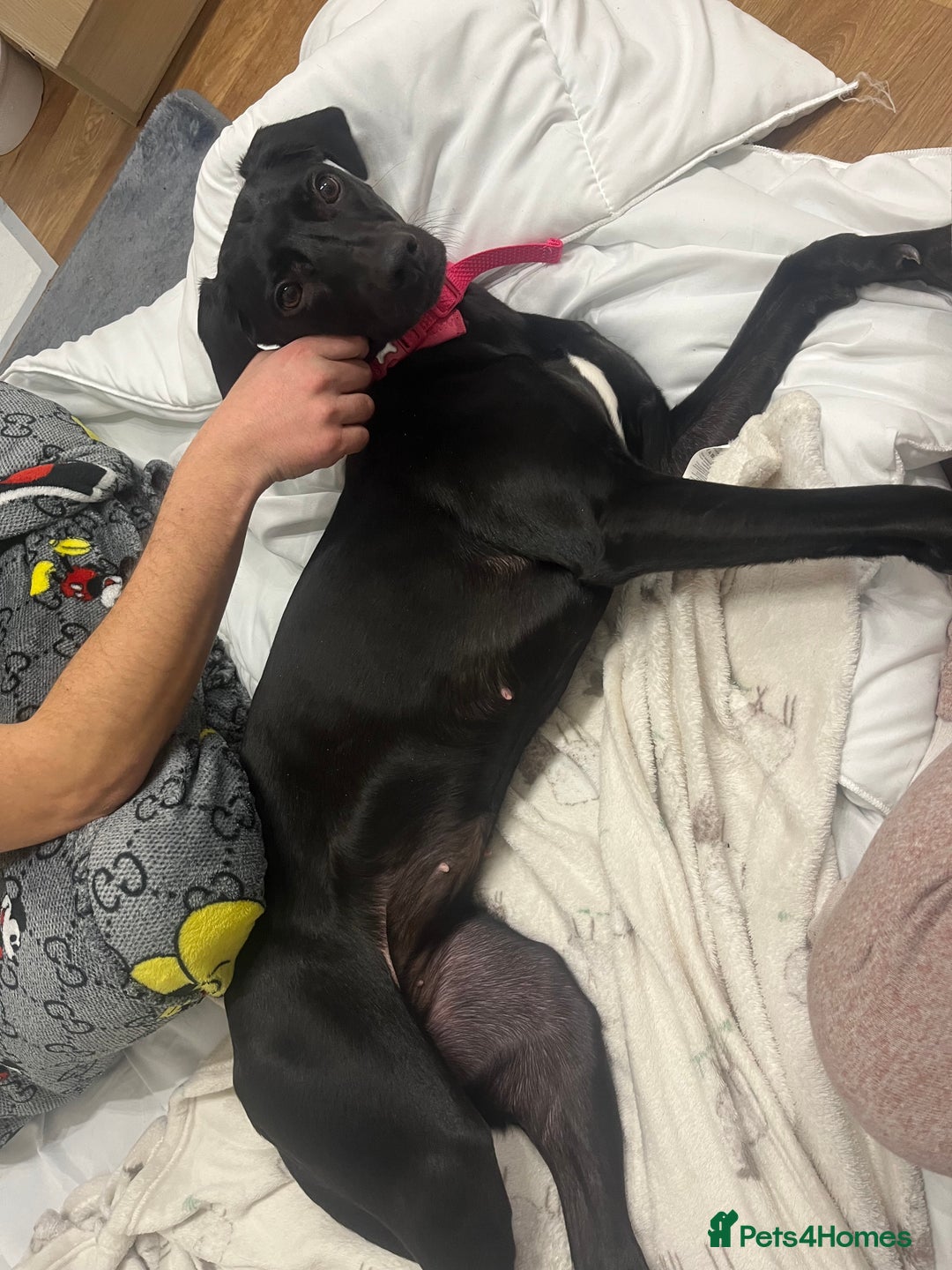 Mixed Breed dogs for sale: Gorgeous greyhound cross weimaraner - Advert 15