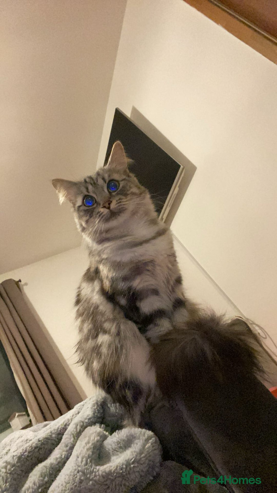 Bengal cats for sale: Bengal/Maine Coone kittens - Advert 9