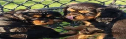 Cavalier King Charles Spaniel dogs for sale: Puppies  - Advert 3
