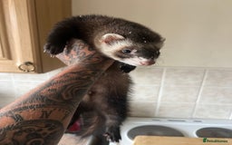 Ferret rodents for sale: Ferrit - Image 1
