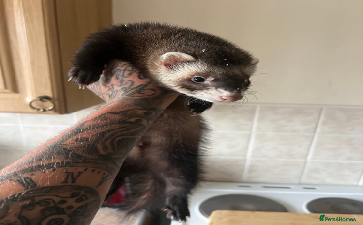 Ferret rodents - Advert 7