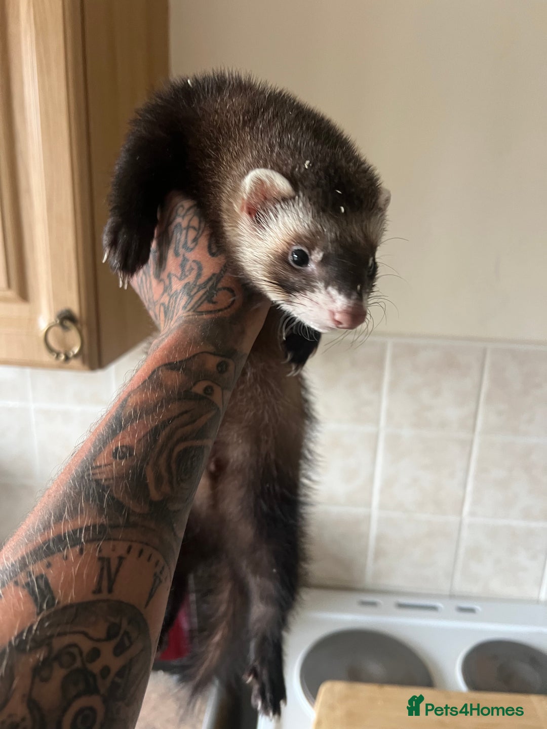 Ferret rodents for sale: Ferrit - Image 1