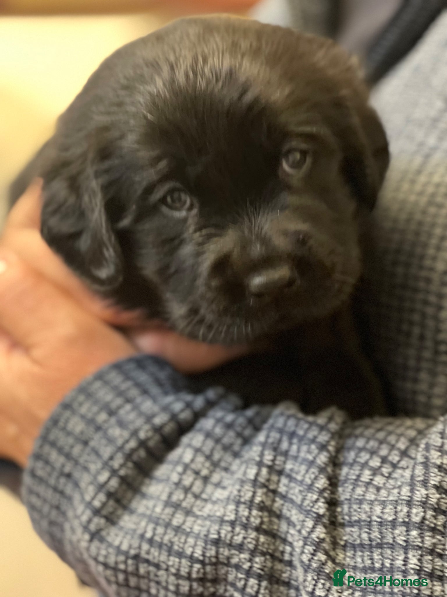 Goldador dogs Stunning black Goldador boy available ❤️ - Advert 2