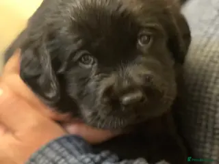 Goldador dogs Stunning black Goldador boy available ❤️ - Advert 3