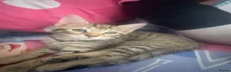 Mixed Breed cats for sale: Beautiful female  tabby needs a loving home  - Advert 9