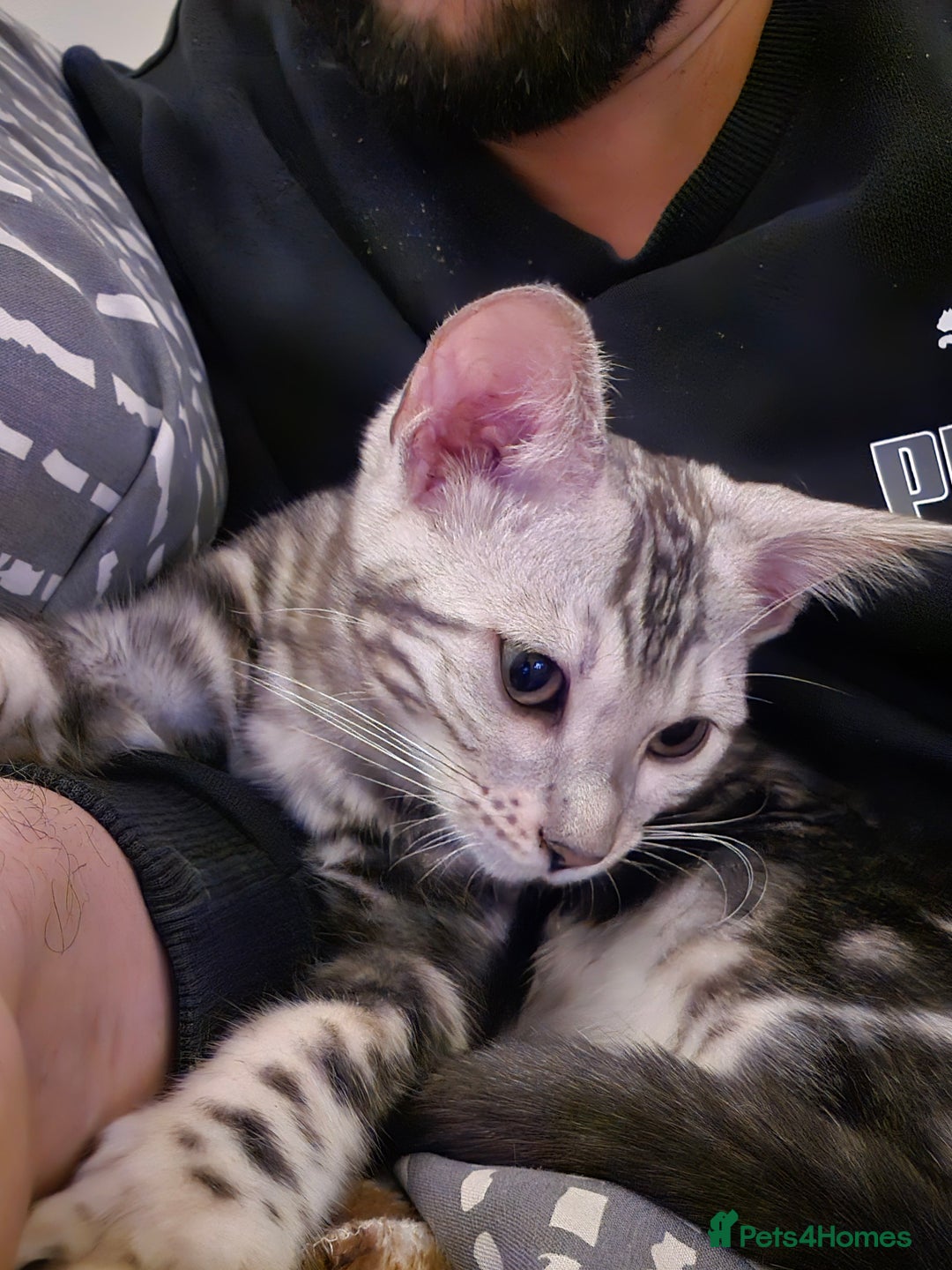Bengal cats for sale: Bengal Kitten available  - Image 7