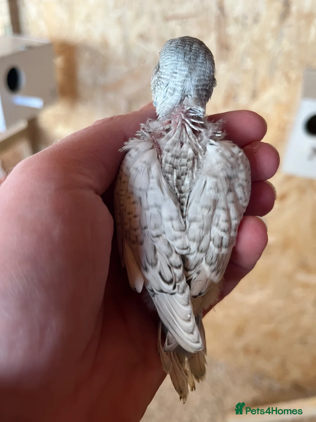 Budgerigars birds for sale: Baby Budgies Inverness - Advert 1