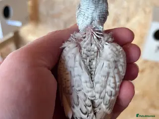 Budgerigars birds Baby Budgies Inverness - Advert 11