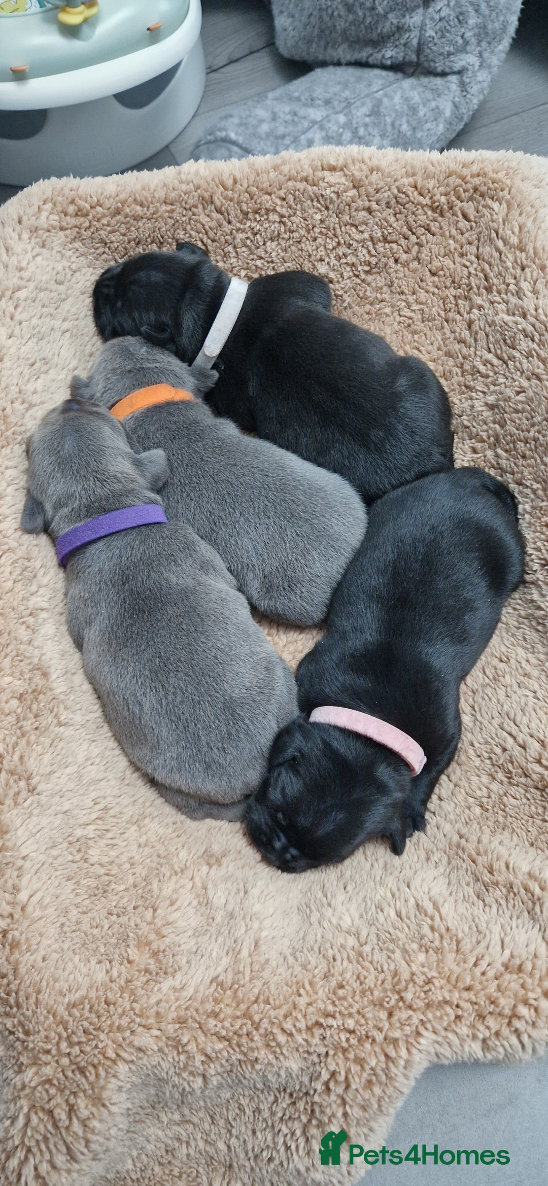 Staffordshire Bull Terrier dogs for sale: 4 Kc Reg Staffordshire Bull Terrier Females 🩷 - Advert 9