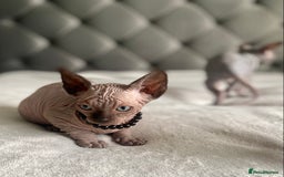 Sphynx cats for sale: Canadian sphinx kittens blue eyes girls  - Image 13