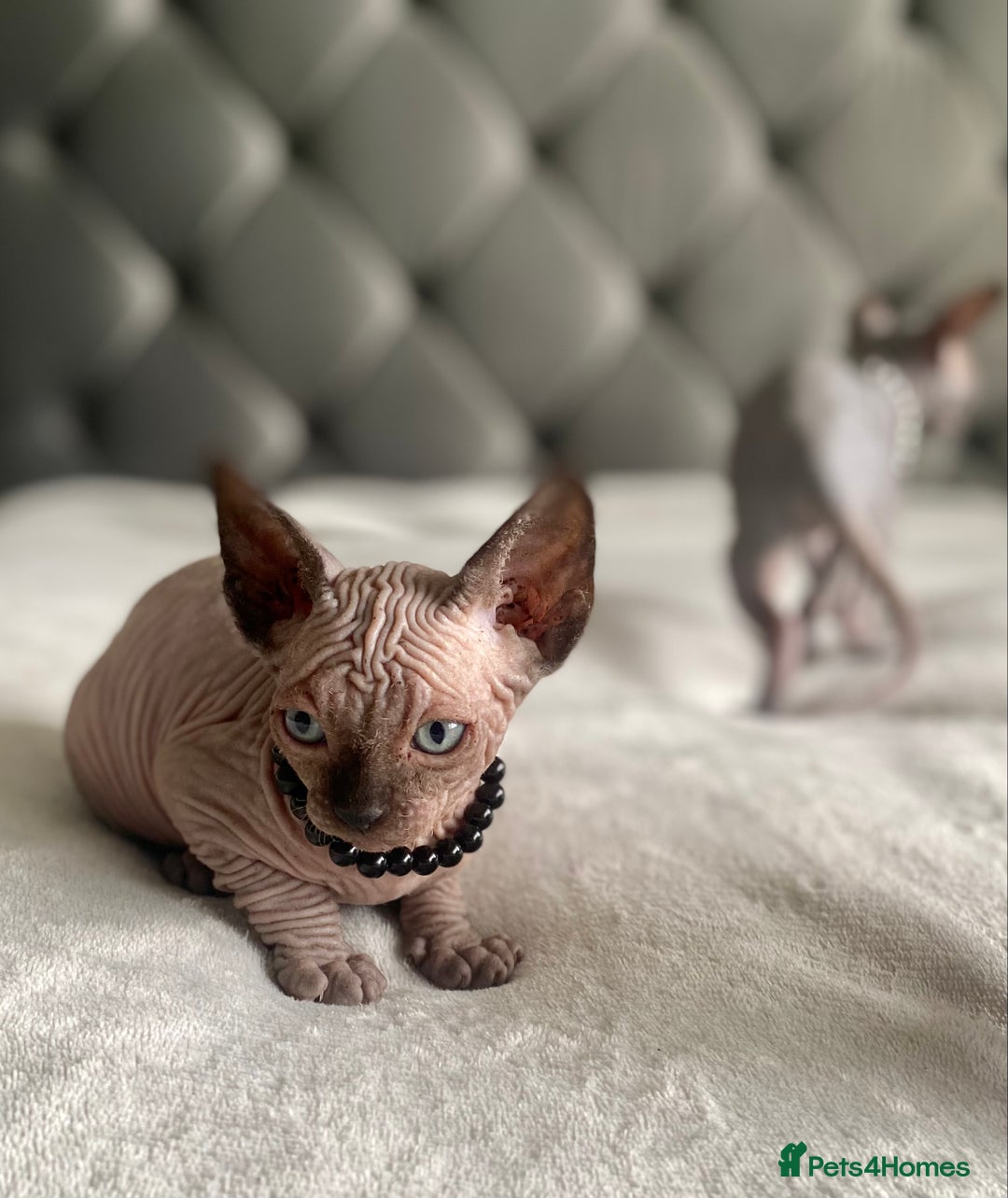 Sphynx cats for sale: Canadian sphinx kittens blue eyes girls  - Image 13