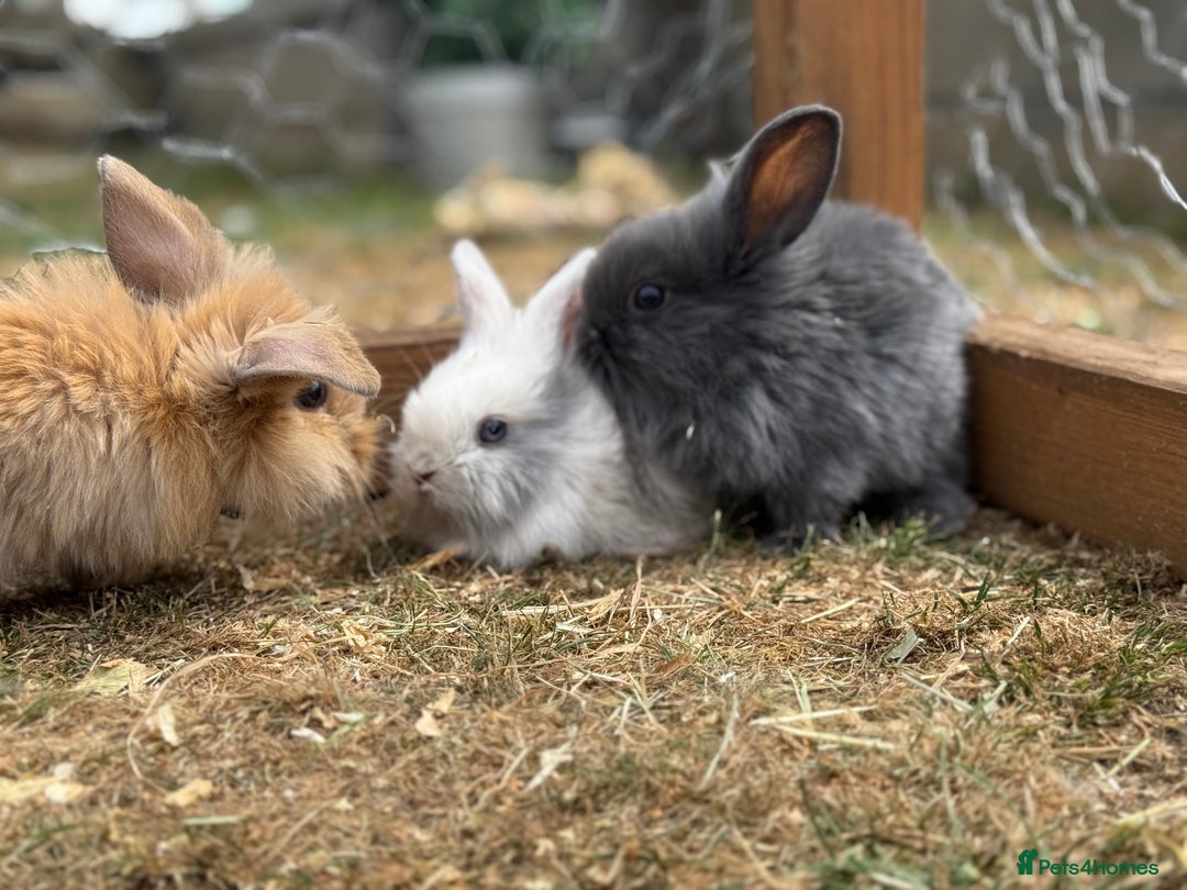 🐰READY TO GO - LION LOPS🐰‼️ for sale in Brentwood