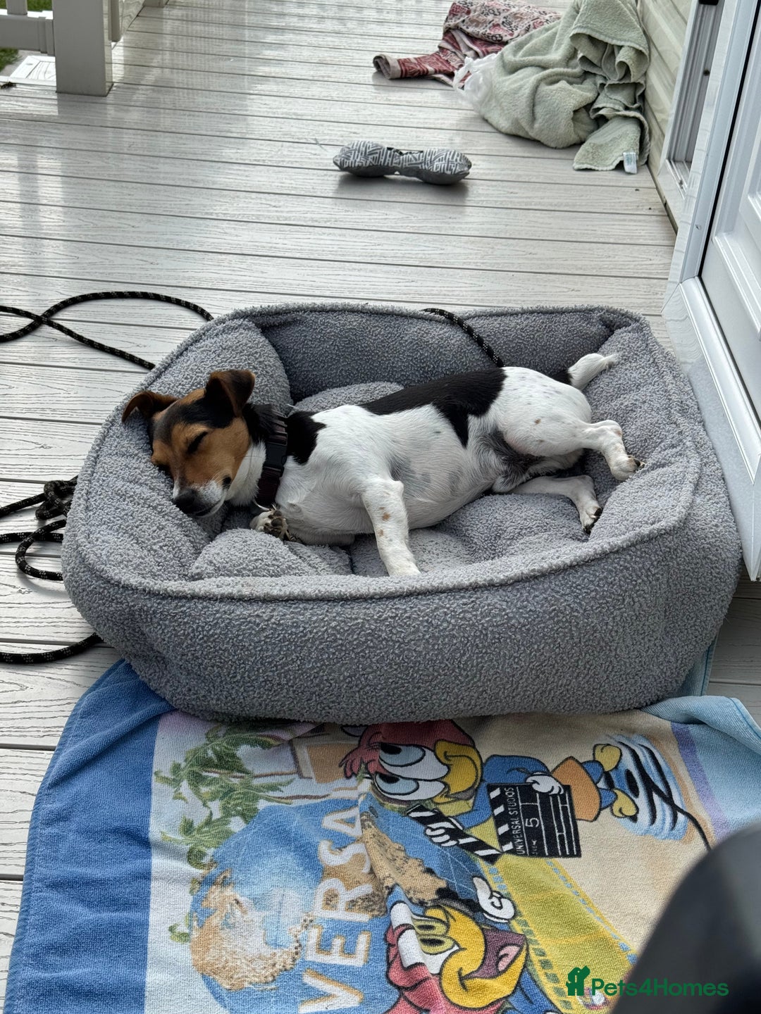 Jack Russell dogs for sale: 2yr old JRT **PLEASE read description** - Image 14
