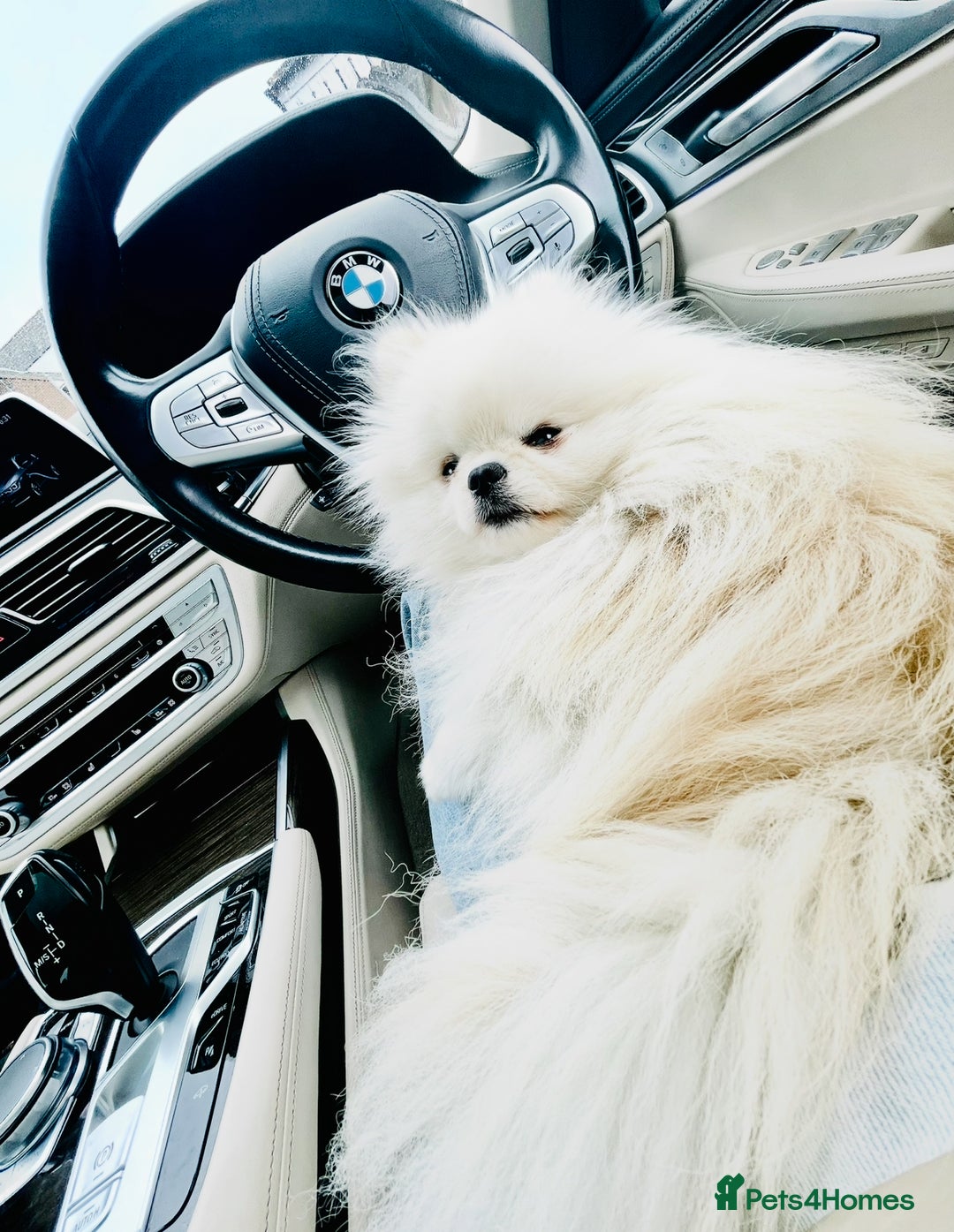 Pomeranian dogs for stud: Tiny Pomeranian for stud - Image 2