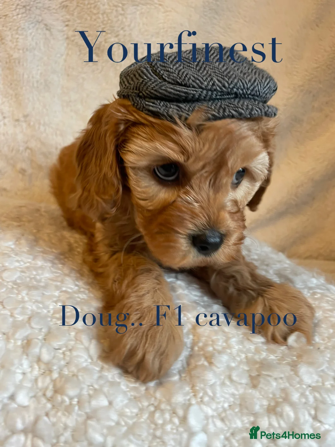 Cavapoo dogs for sale: Perfect F1 Cavapoos ⭐️🩵⭐️🩵⭐️🩵⭐️ in West Malling - Advert 10