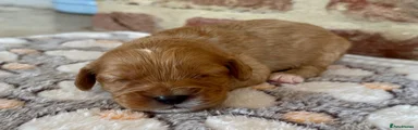 Cavapoo 2 🤎