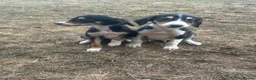 Saluki dogs for sale: Saluki puppy s  - Advert 12