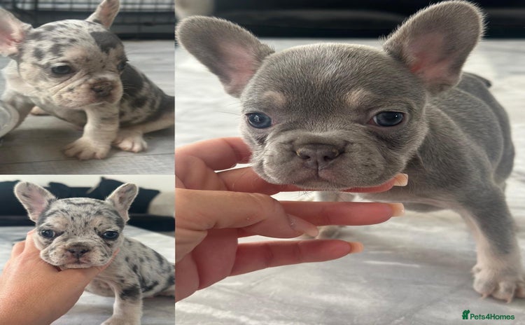 French Bulldog dogs - Advert 1