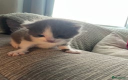 Mixed Breed cats for sale: Beautiful half ragdoll kittens - Image 5