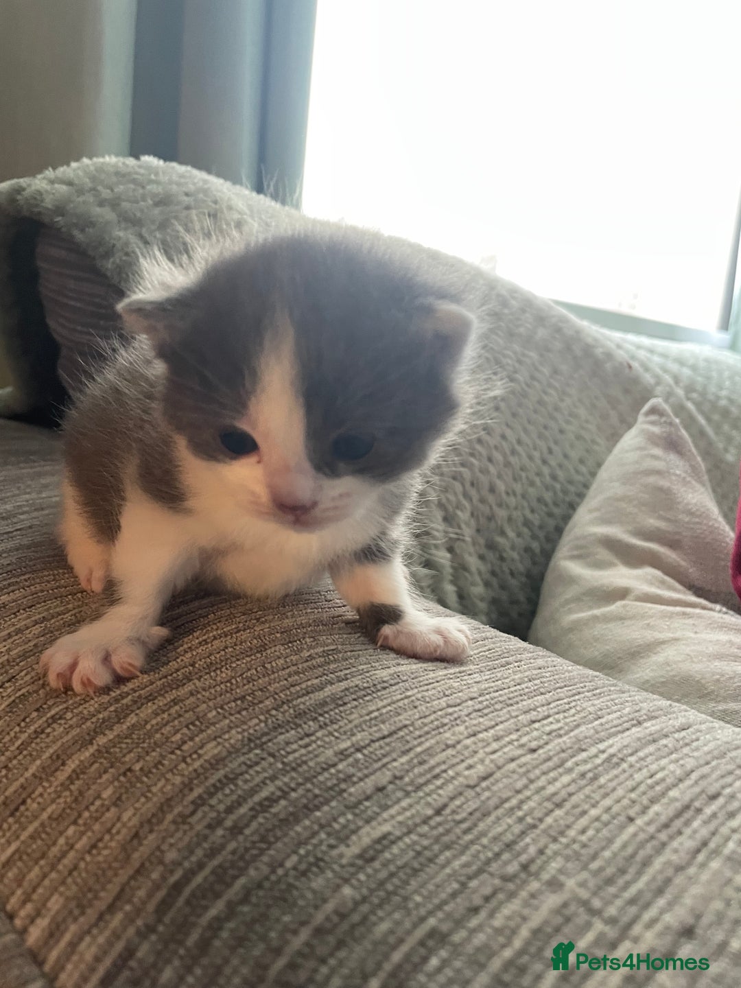 Mixed Breed cats for sale: Beautiful half ragdoll kittens - Image 5