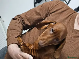 Dachshund dogs Last 2 !!!🐶 KC Standard Dachshund puppies! !!! - Advert 18