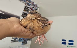 Quail poultry for sale: Coturnix quails  - Image 3