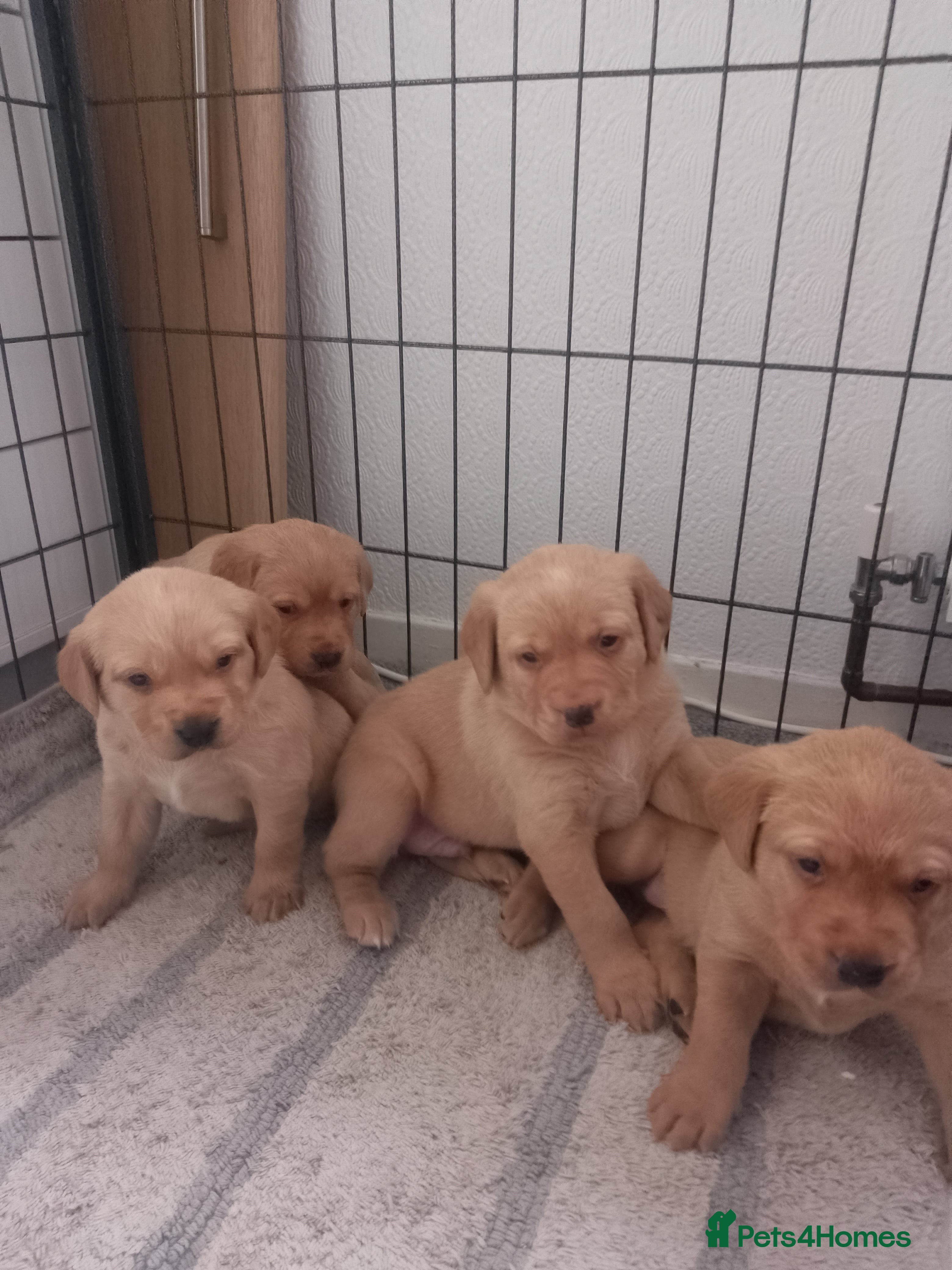 Labrador Retriever dogs Labrador KC registered puppies  - Advert 18