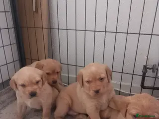 Labrador Retriever dogs Labrador KC registered puppies - Advert 18