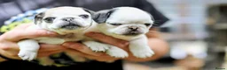Pug dogs for sale: Panda pugs in Bishop Auckland - Advert 14
