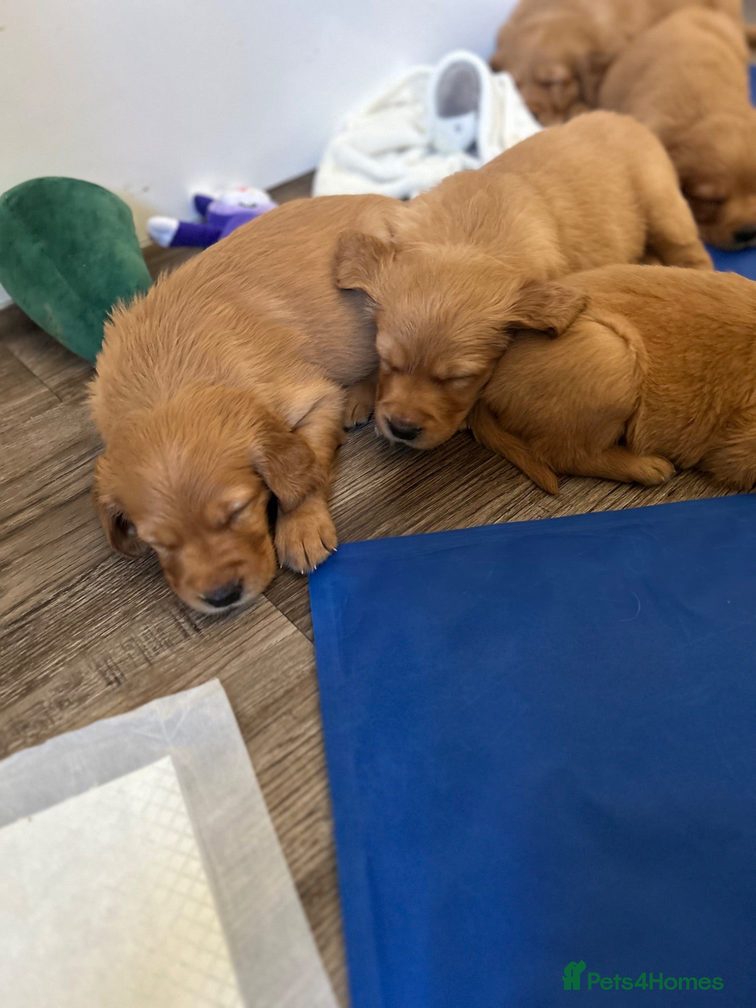 Golden Retriever dogs Beautiful litter of dark red golden retriever pups - Advert 2