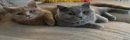 British Shorthair cats for sale: British shorthair kittens lilac and blues  - Advert 19