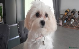 Maltipoo dogs for sale: Adorable Maltipoo poodle - Image 3