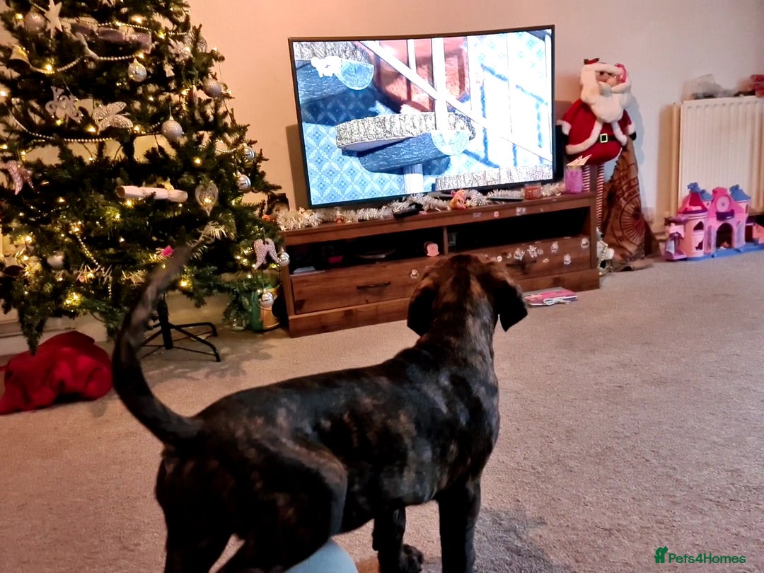 Cane Corso dogs for sale: READY TO LEAVE! BIG, CHUNKY Cane Corso puppies! - Advert 11