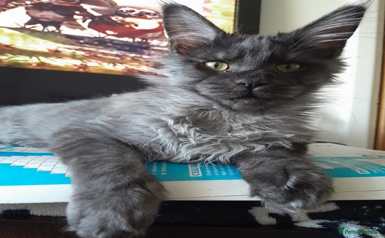 Maine Coon cats black smoke boy TICA maine coon - Advert 9