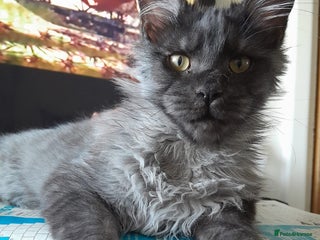 Maine Coon cats black smoke boy TICA maine coon - Advert 9