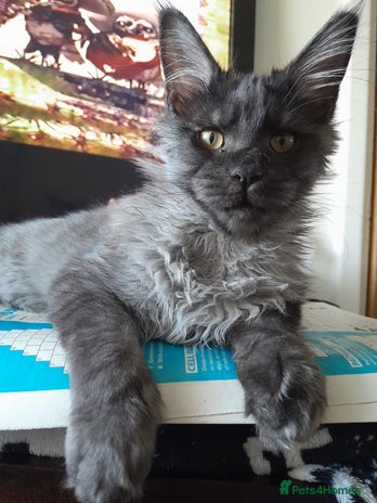 Maine Coon cats black smoke boy TICA maine coon - Advert 9