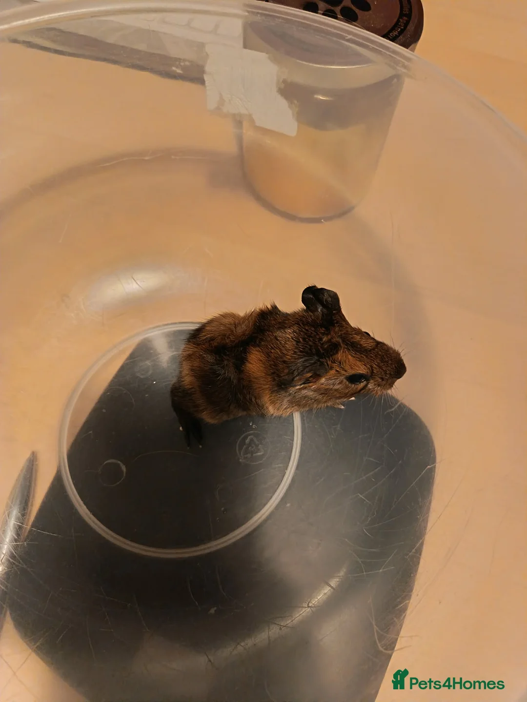 Guinea Pig rodents for sale: x2 Female Guineas Pigs for Sale - Advert 7
