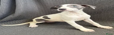 Whippet 3