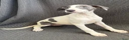 Whippet dogs for sale: Beautiful whippet puppies in Stourport-on-Severn - Advert 3