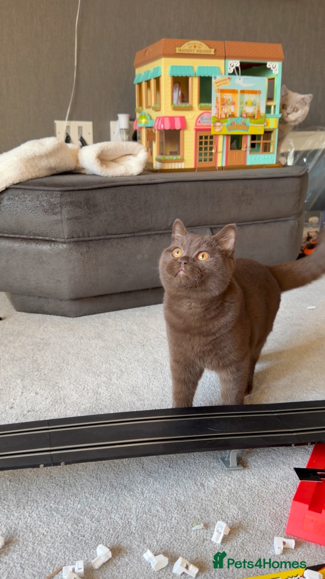 British Shorthair cats Extensively Health tested chocolate BSH male - Advert 16
