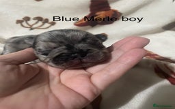 French Bulldog dogs for sale: French bulldog puppies - Image 6