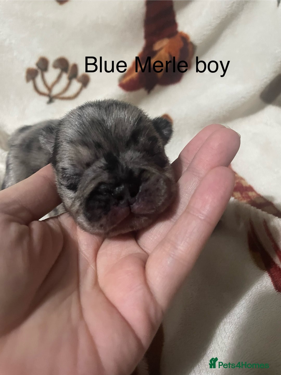 French Bulldog dogs for sale: French bulldog puppies - Image 6