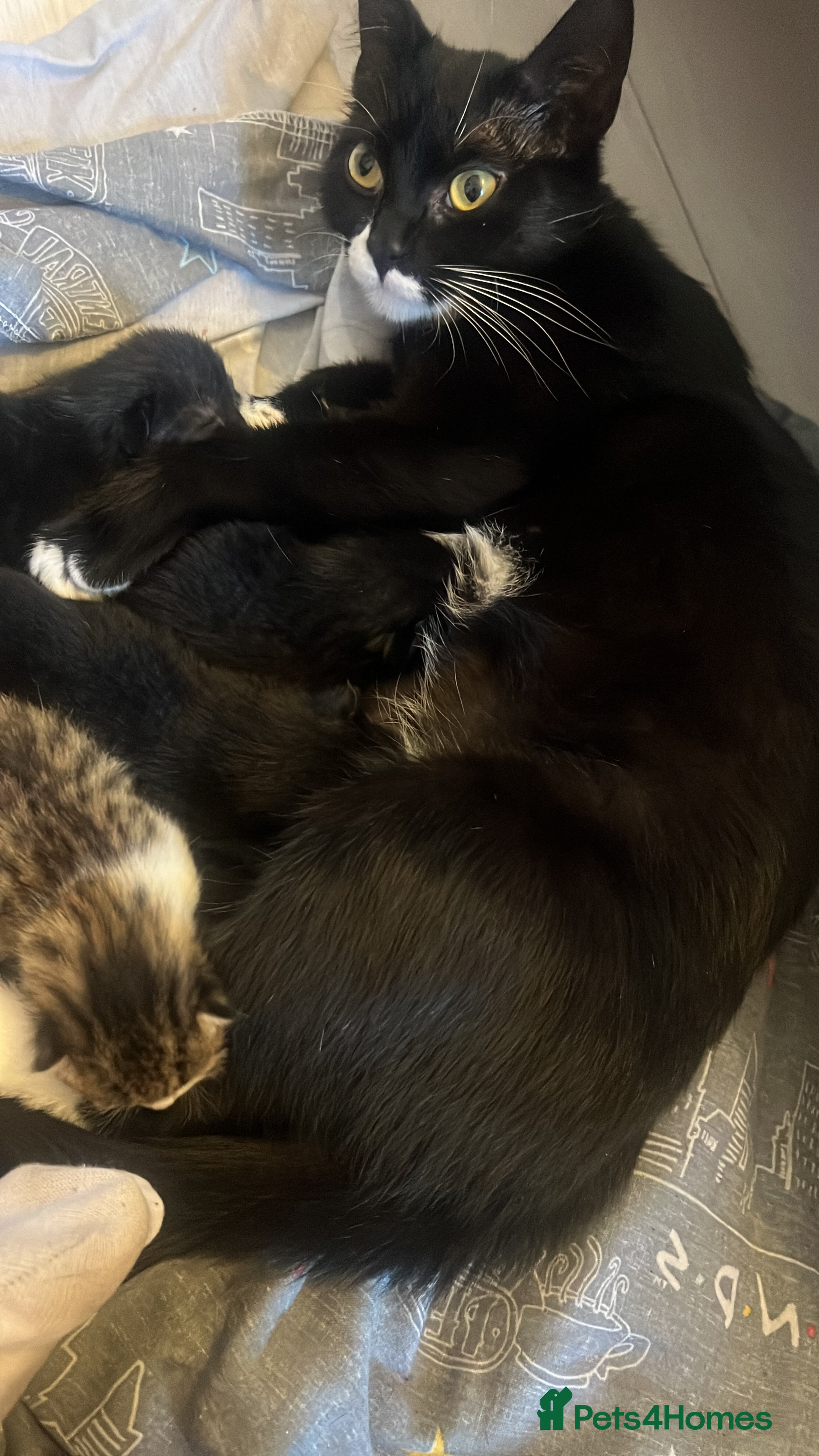 Mixed Breed cats female & male kittens for sale  - Advert 2