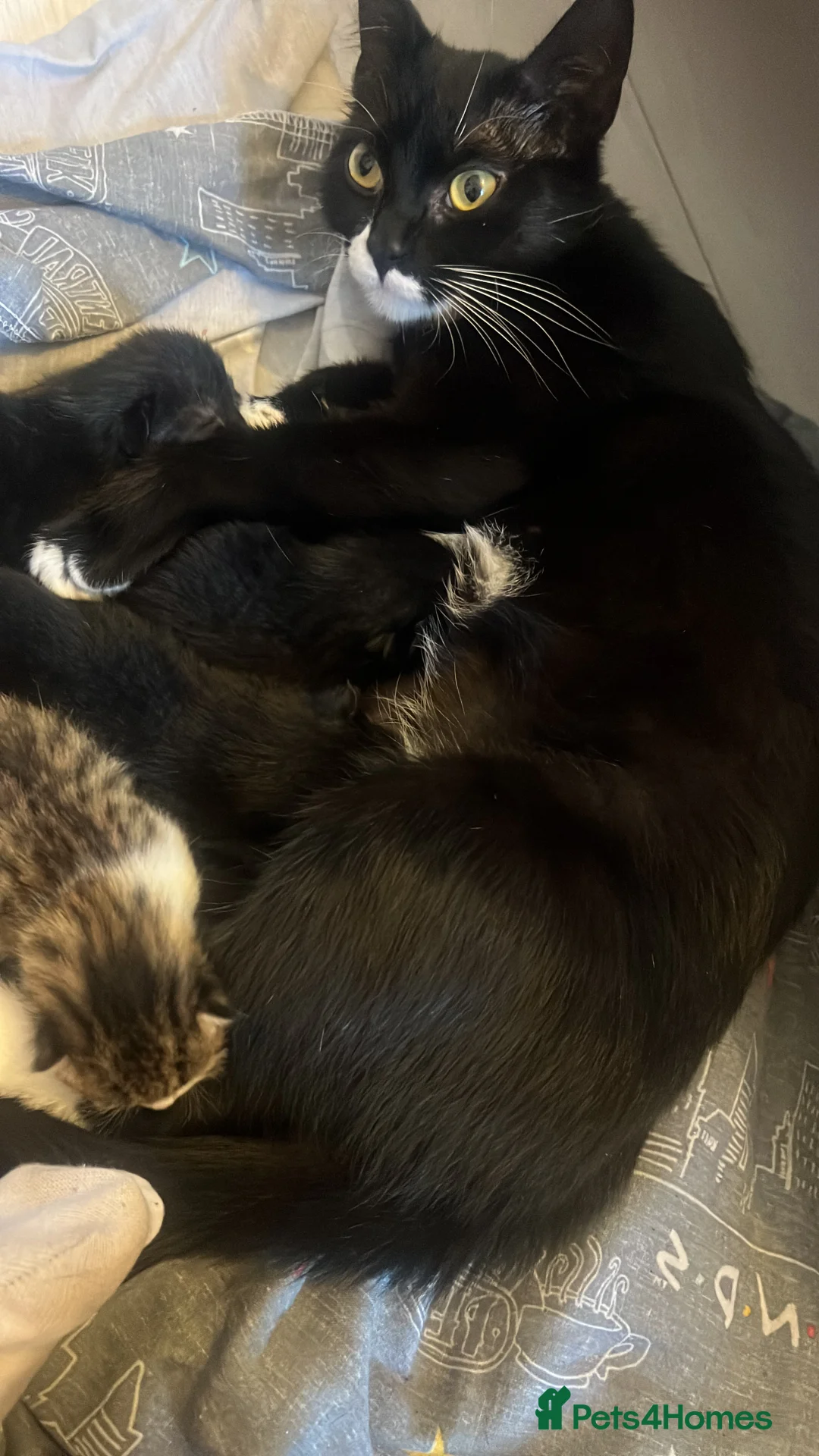 Mixed Breed cats for sale: female & male kittens for sale  - Advert 1