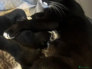 Mixed Breed cats female & male kittens for sale - Advert 2